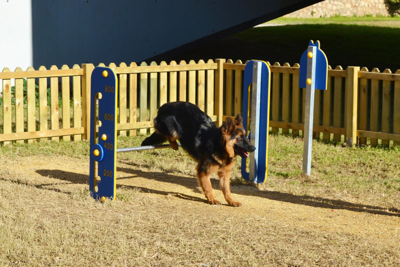 agility para perro salto de altura